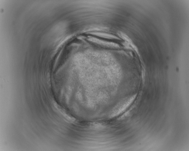 X0000071340249200607212039