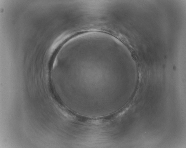 X0000071340295200607212039