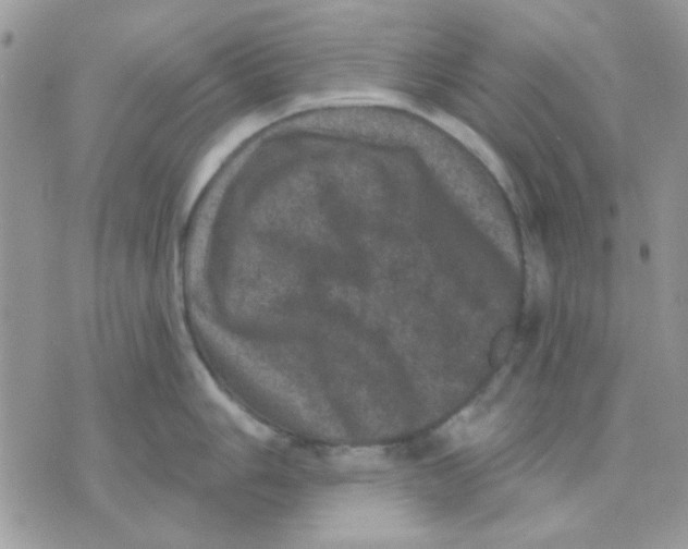 X0000071341006200607212027