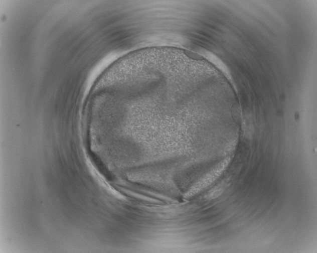 X0000071341096200607212026