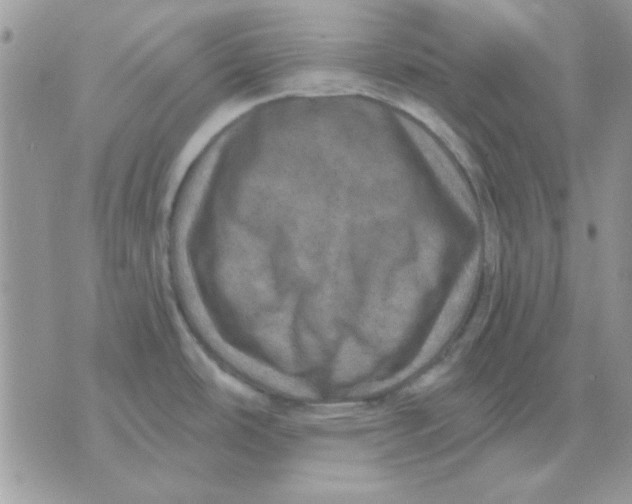 X0000071341486200607212019
