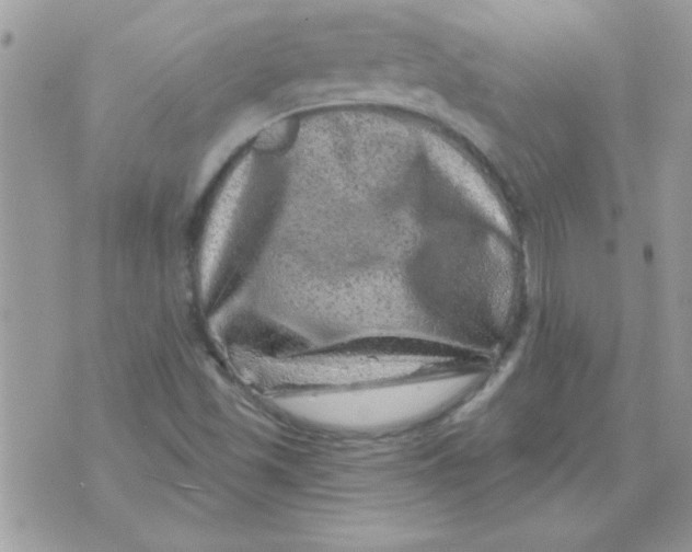 X0000071341501200607212019