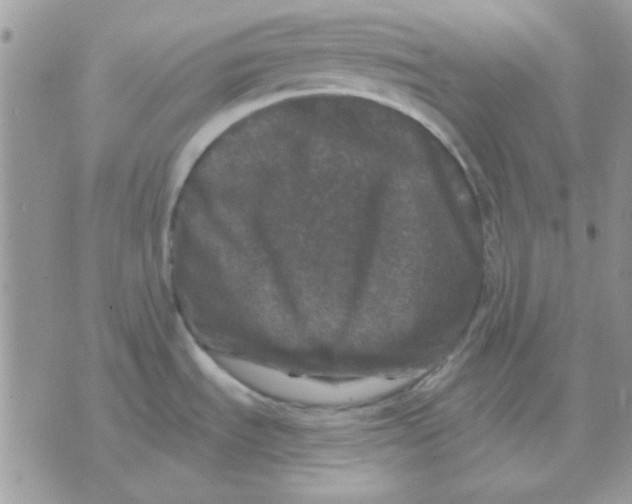 X0000071341535200607212019