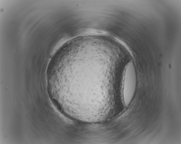X0000071351479200606230749