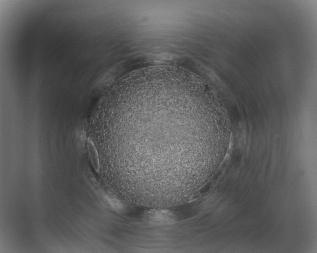 X0000071350427200606231209
