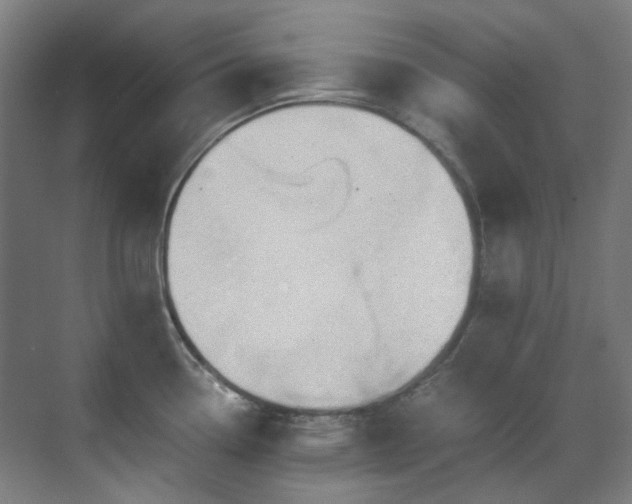 X0000071351338200606261332