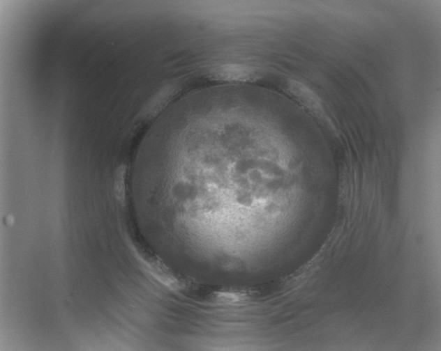 X0000071350167200606301701