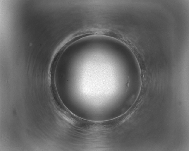 X0000071350246200606301659