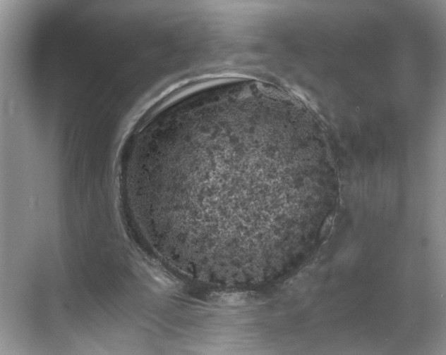 X0000071350295200606301659