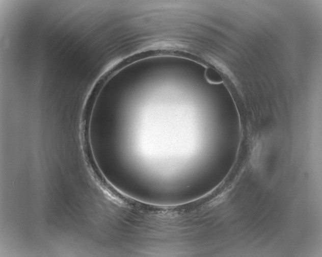 X0000071351029200606301647