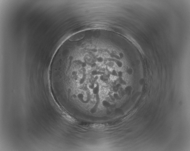 X0000071351291200606301642