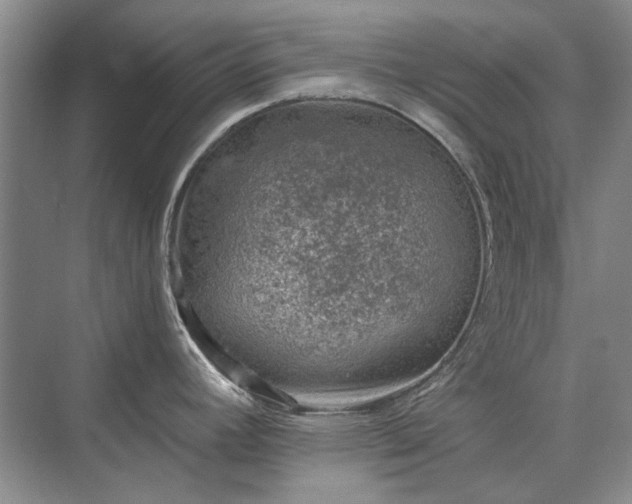 X0000071351392200606301641