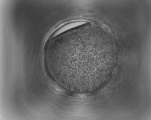 X0000071350295200607071731