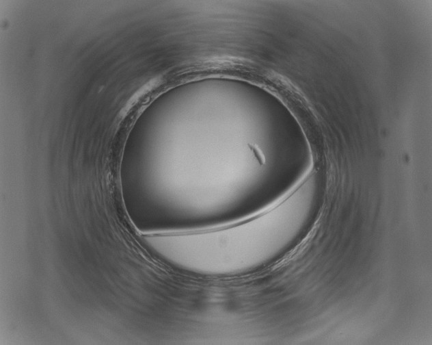 X0000071361210200606230829