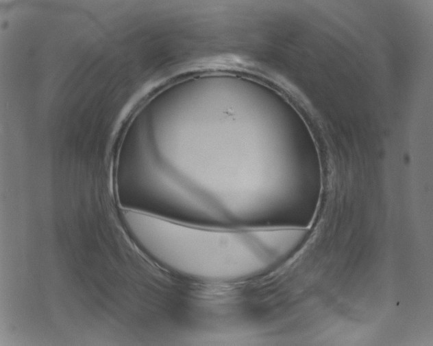 X0000071361224200606230829