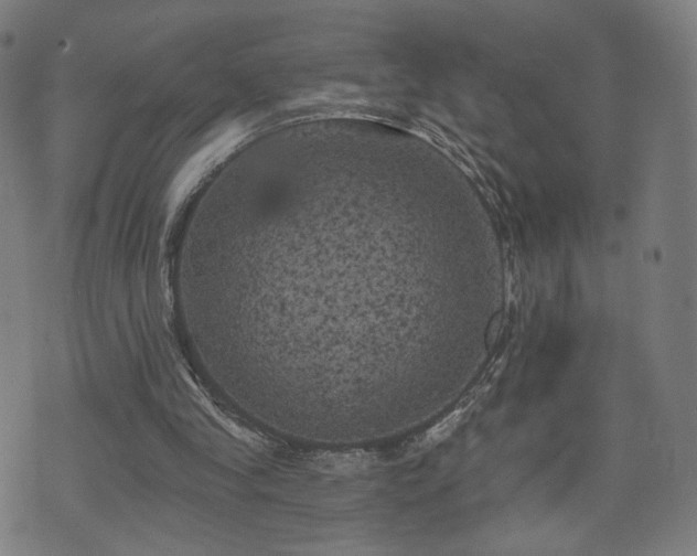 X0000071360245200606261324