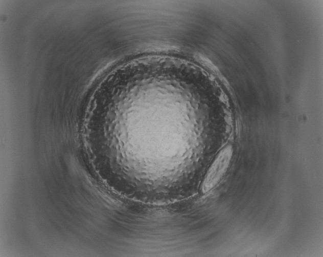 X0000071360249200606261324