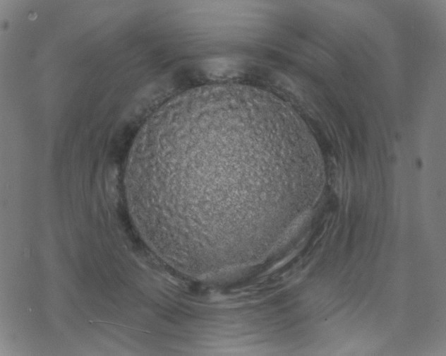 X0000071360319200606261323