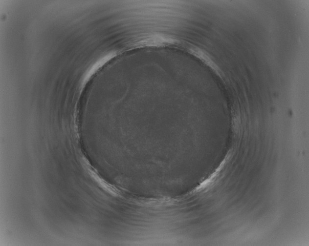 X0000071361026200606261311