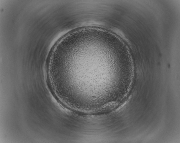 X0000071361032200606261311