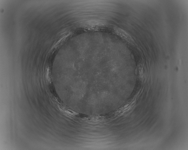 X0000071361060200606261311