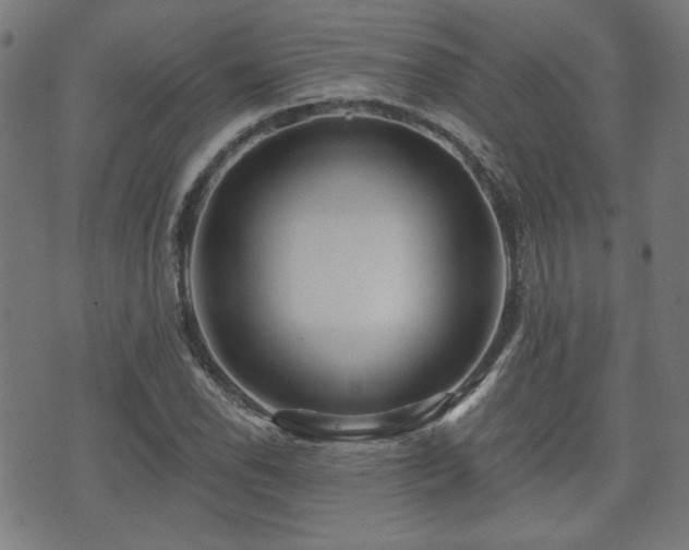 X0000071361118200606261310