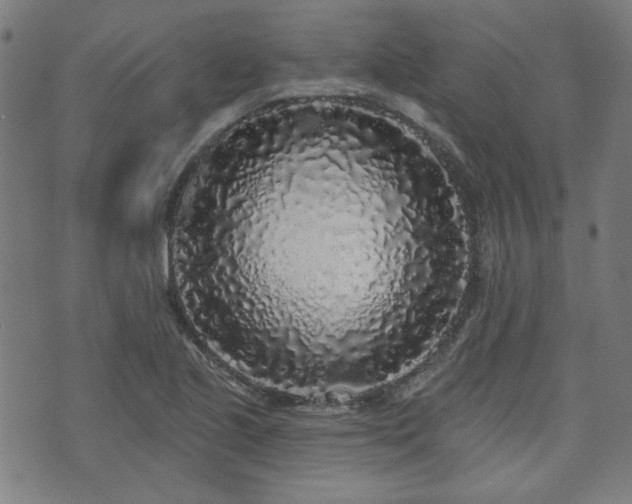 X0000071361221200606261308