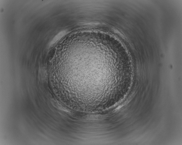 X0000071361354200606261306