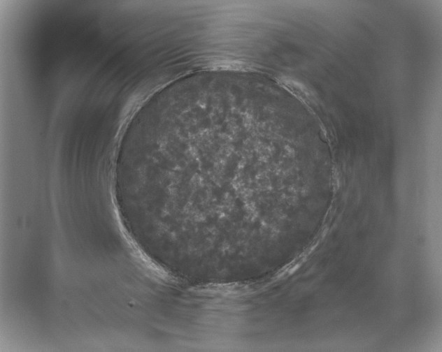 X0000071360049200607071800