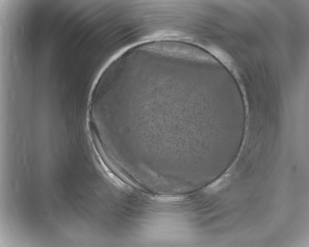 X0000071361296200607071740