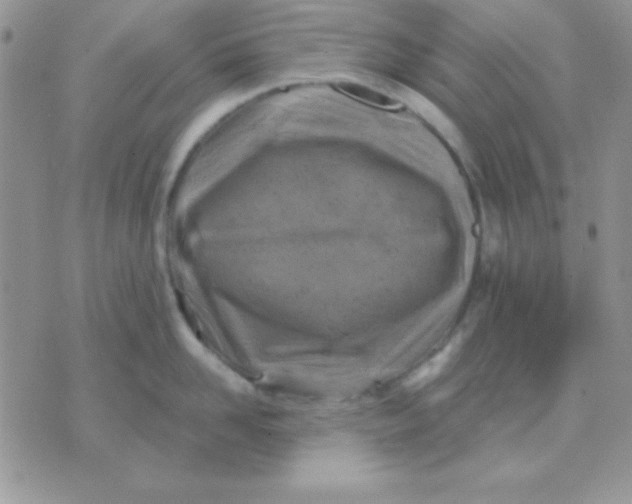 X0000071360958200607142017