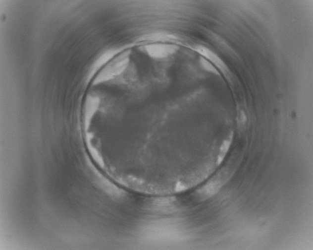 X0000071361055200607142016