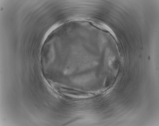 X0000071361146200607142014