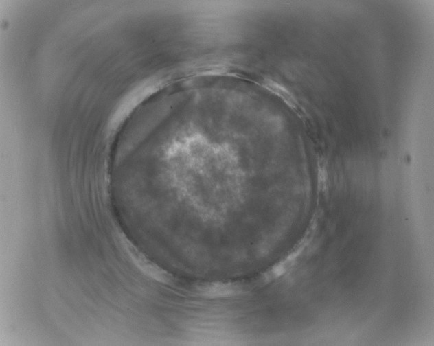 X0000071360293200607212129