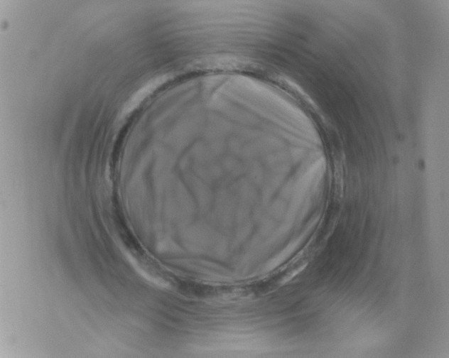 X0000071360674200607212123