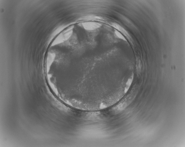 X0000071361055200607212118