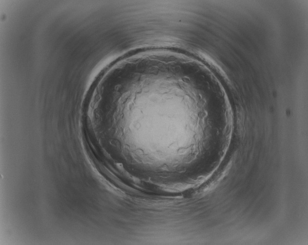 X0000071381085200606261407