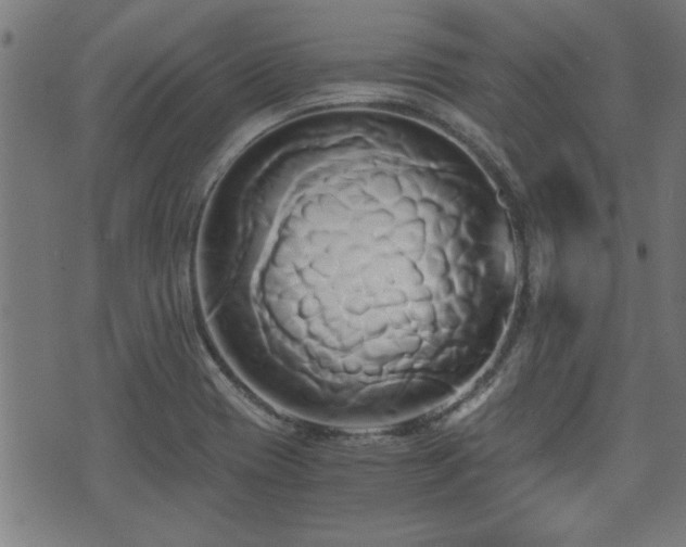 X0000071381417200606261402
