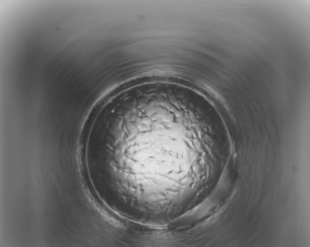 X0000071381029200606301804