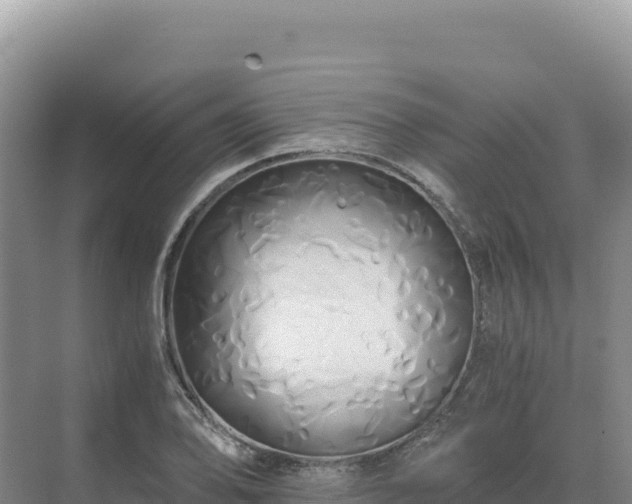 X0000071381078200606301804