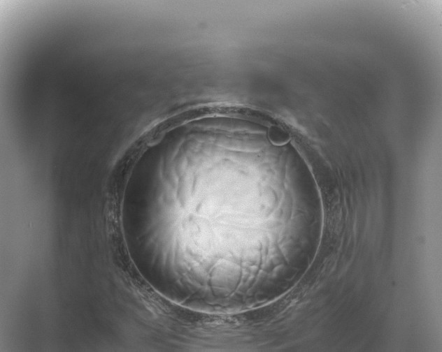 X0000071381255200606301801