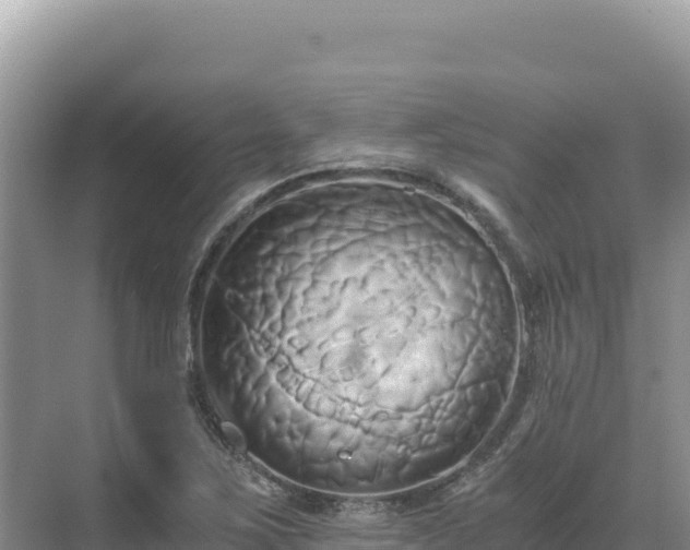 X0000071381267200606301800