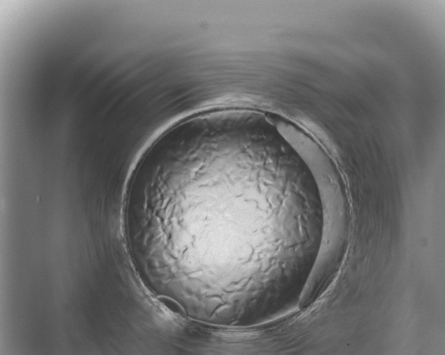 X0000071381296200606301800