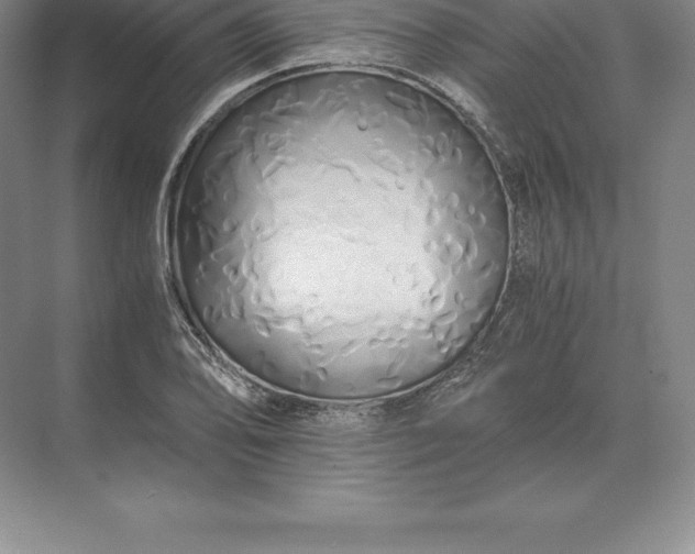 X0000071381078200607071835