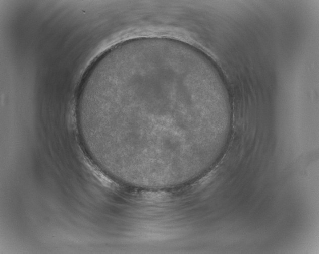 X0000071381498200607071828