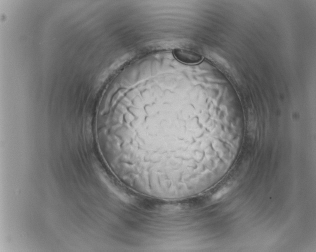 X0000071380394200607142116