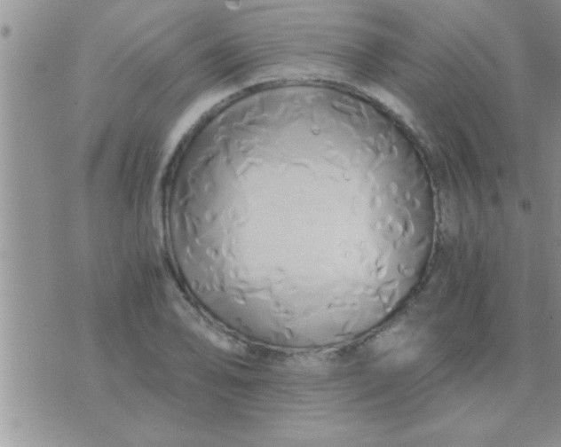 X0000071381078200607142104