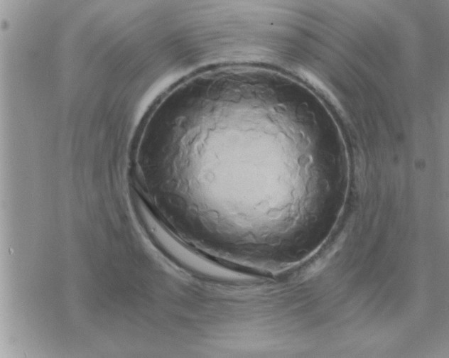 X0000071381085200607142104