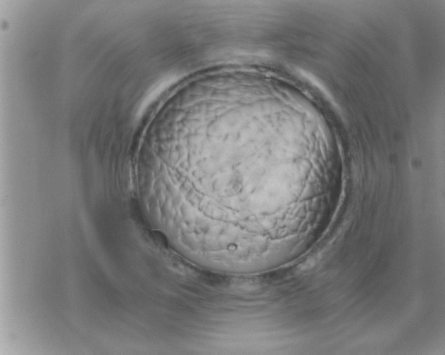 X0000071381267200607142101