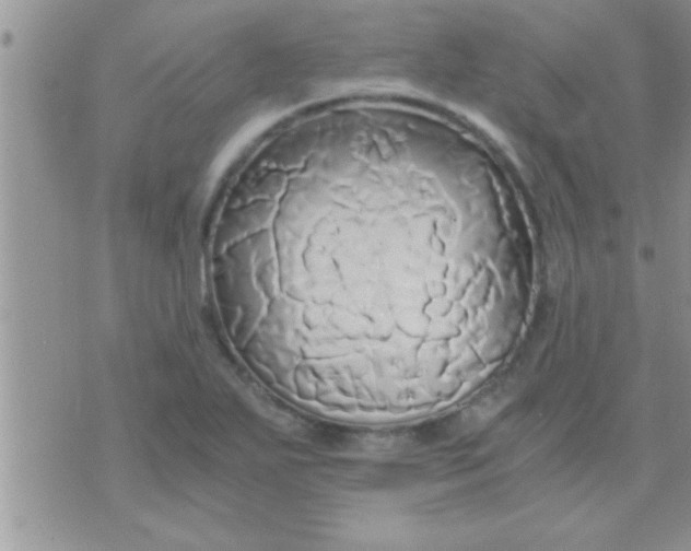 X0000071381271200607142101